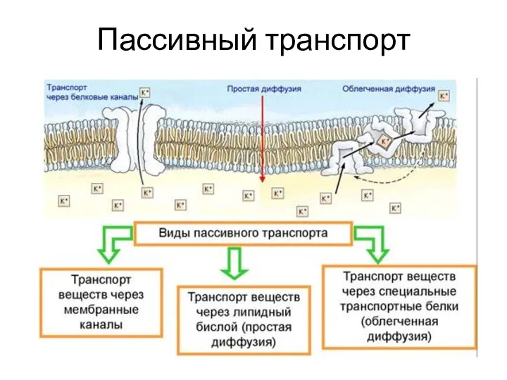 Пассивный транспорт