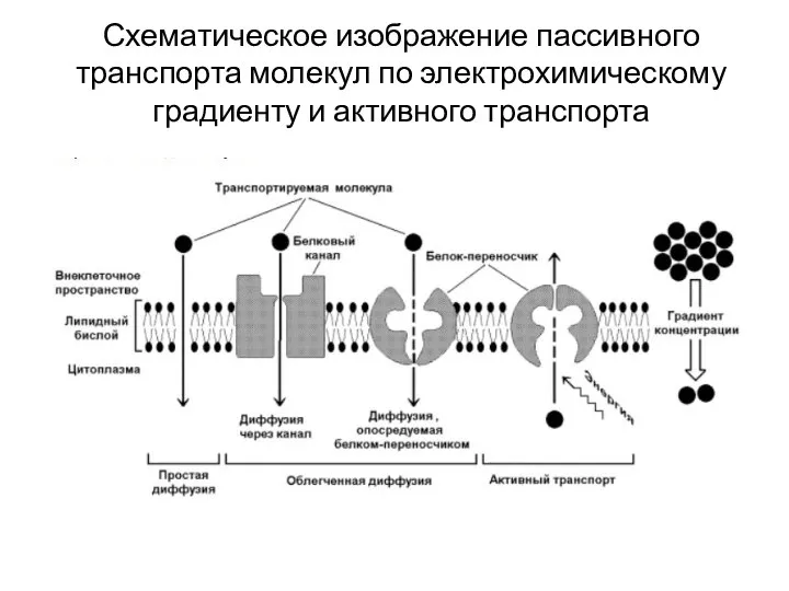 Схематическое изображение пассивного транспорта молекул по электрохимическому градиенту и активного транспорта