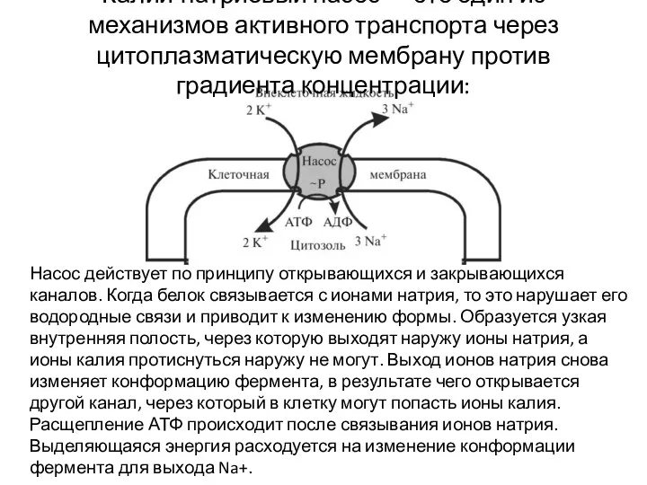 Калий-натриевый насос — это один из механизмов активного транспорта через цитоплазматическую мембрану