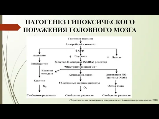 ПАТОГЕНЕЗ ГИПОКСИЧЕСКОГО ПОРАЖЕНИЯ ГОЛОВНОГО МОЗГА (Терапевтическая гипотермия у новорожденных. Клинические рекомендации, 2019)