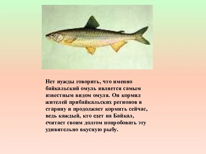 Нет нужды говорить, что именно байкальский омуль является самым известным видом омуля.