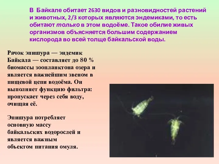 В Байкале обитает 2630 видов и разновидностей растений и животных, 2/3 которых