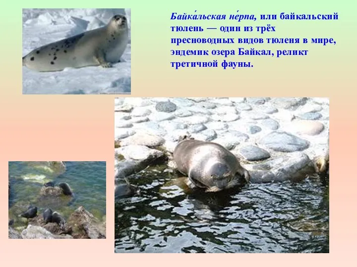 Байка́льская не́рпа, или байкальский тюлень — один из трёх пресноводных видов тюленя