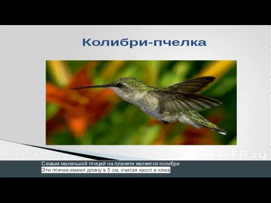 Самым маленькой птицей на планете является колибри. Эти птички имеют длину в