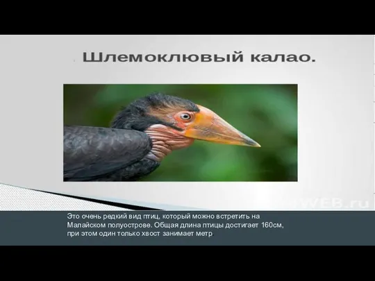 Это очень редкий вид птиц, который можно встретить на Малайском полуострове. Общая