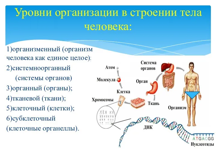 Уровни организации в строении тела человека: 1)организменный (организм человека как единое целое);