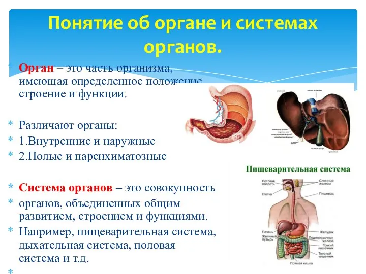 Понятие об органе и системах органов. Орган – это часть организма, имеющая
