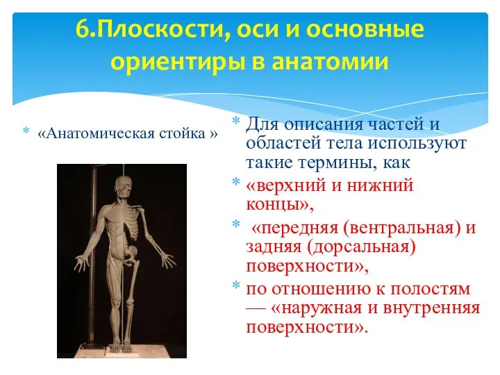 6.Плоскости, оси и основные ориентиры в анатомии «Анатомическая стойка » Для описания