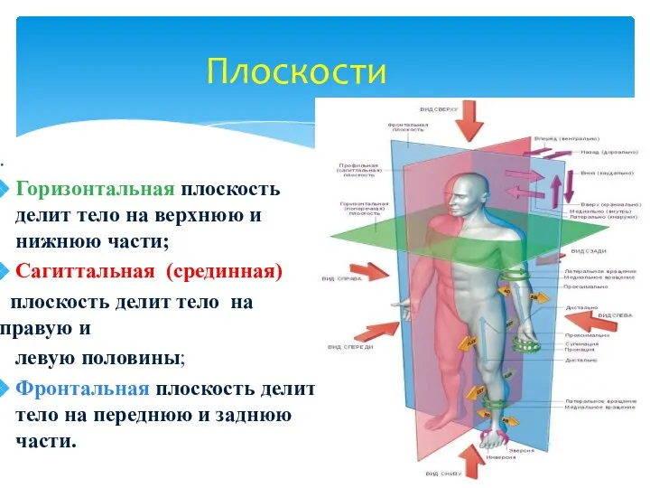 Плоскости . Горизонтальная плоскость делит тело на верхнюю и нижнюю части; Сагиттальная