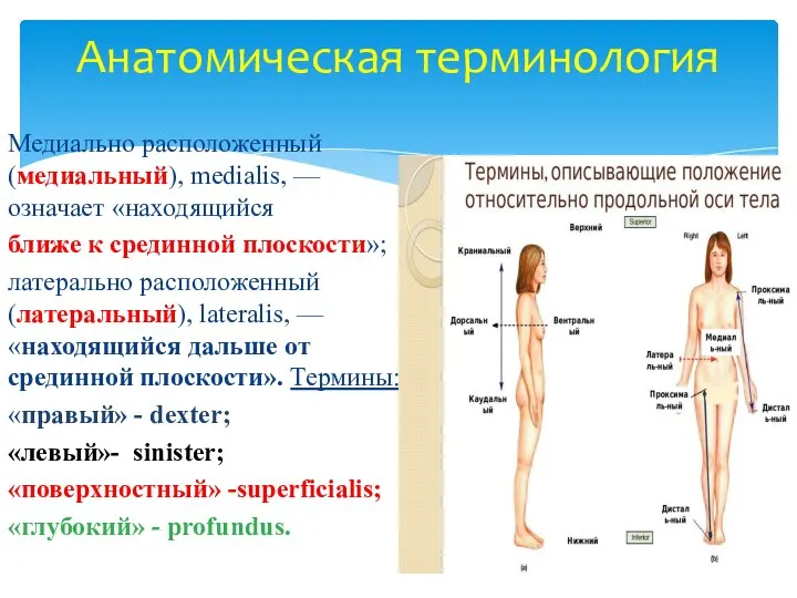 Анатомическая терминология Медиально расположенный (медиальный), medialis, — означает «находящийся ближе к срединной