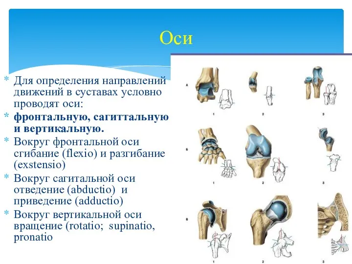 Оси Для определения направлений движений в суставах условно проводят оси: фронтальную, сагиттальную