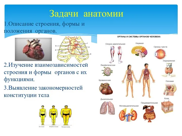 Задачи анатомии 1.Описание строения, формы и положения органов. 2.Изучение взаимозависимостей строения и