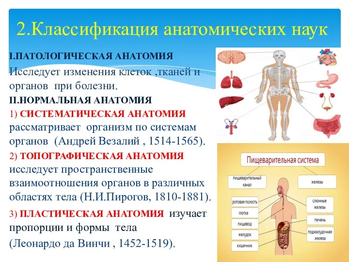 2.Классификация анатомических наук I.ПАТОЛОГИЧЕСКАЯ АНАТОМИЯ Исследует изменения клеток ,тканей и органов при
