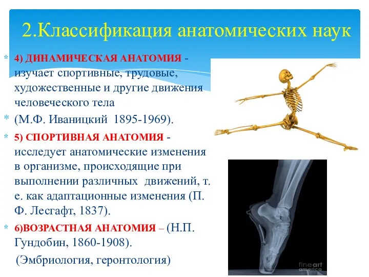 2.Классификация анатомических наук 4) ДИНАМИЧЕСКАЯ АНАТОМИЯ - изучает спортивные, трудовые, художественные и