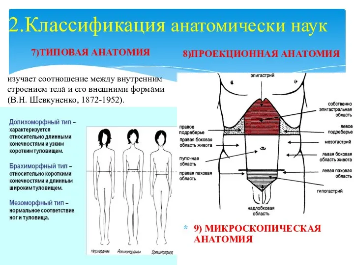 2.Классификация анатомически наук 7)ТИПОВАЯ АНАТОМИЯ 8)ПРОЕКЦИОННАЯ АНАТОМИЯ 9) МИКРОСКОПИЧЕСКАЯ АНАТОМИЯ изучает соотношение