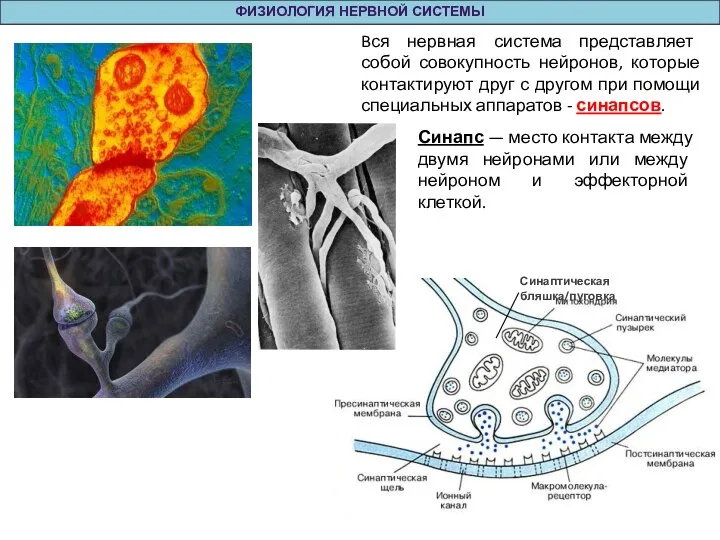 ФИЗИОЛОГИЯ НЕРВНОЙ СИСТЕМЫ Bся нервная система представляет собой совокупность нейронов, которые контактируют