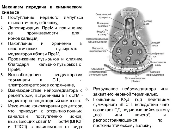 Механизм передачи в химическом синапсе: Поступление нервного импульса в синаптическую бляшку, Деполяризация