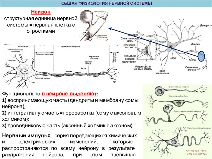 ОБЩАЯ ФИЗИОЛОГИЯ НЕРВНОЙ СИСТЕМЫ Функционально в нейроне выделяют: 1) воспринимающую часть (дендриты