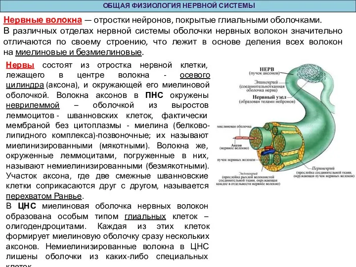 Нервы состоят из отростка нервной клетки, лежащего в центре волокна - осевого