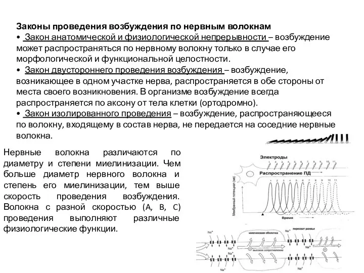 Законы проведения возбуждения по нервным волокнам • Закон анатомической и физиологической непрерывности