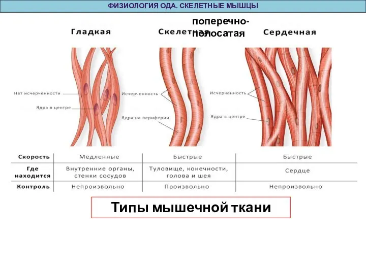 Типы мышечной ткани ФИЗИОЛОГИЯ ОДА. СКЕЛЕТНЫЕ МЫШЦЫ поперечно-полосатая