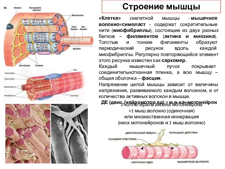 «Клетка» скелетной мышцы - мышечное волокно=симпласт - содержат сократительные нити (миофибриллы), состоящие