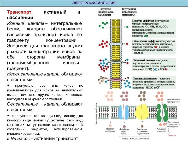 Транспорт: активный и пассивный Ионные каналы – интегральные белки, которые обеспечивают пассивный