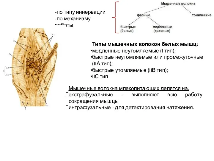 Мышечные волокна млекопитающих делятся на: экстрафузальные - выполняют всю работу сокращения мышцы