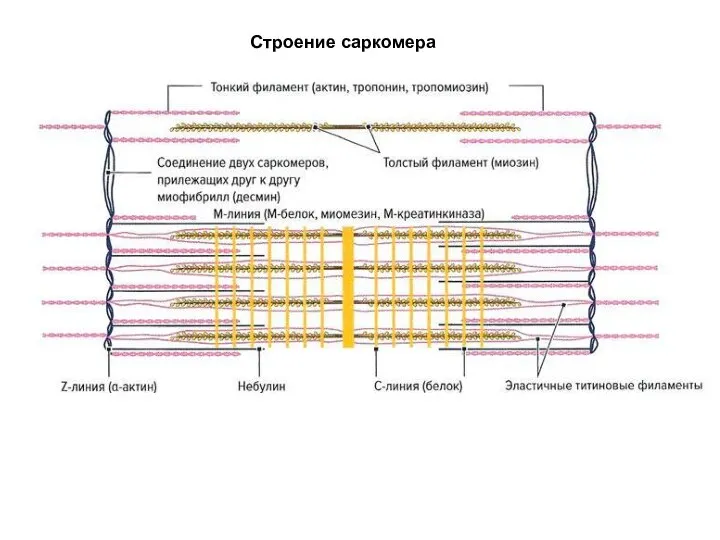 Строение саркомера