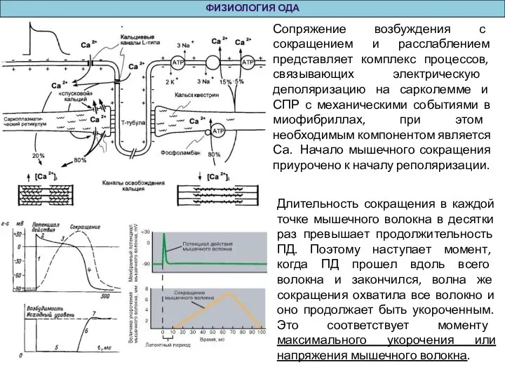 ФИЗИОЛОГИЯ ОДА Сопряжение возбуждения с сокращением и расслаблением представляет комплекс процессов, связывающих
