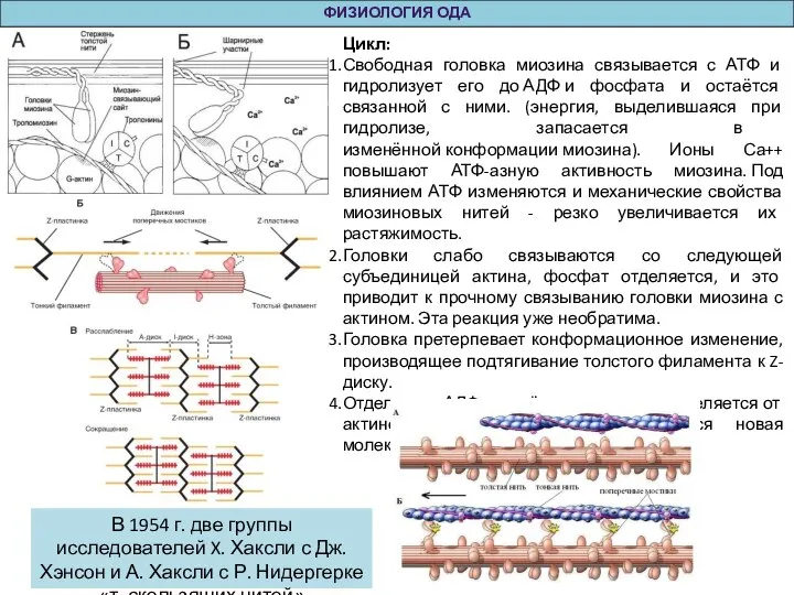 ФИЗИОЛОГИЯ ОДА Цикл: Свободная головка миозина связывается с АТФ и гидролизует его