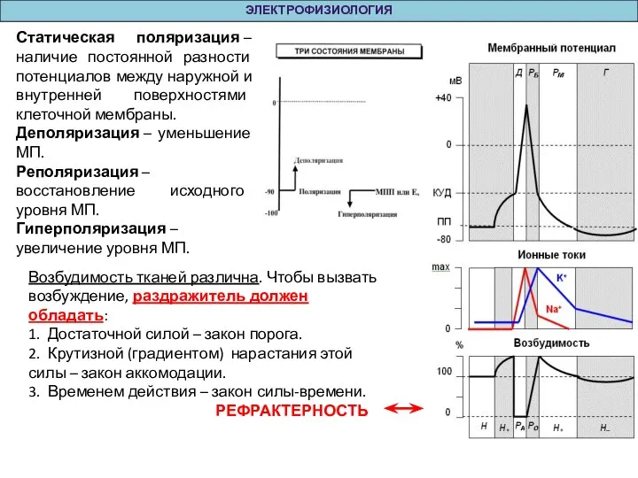 ЭЛЕКТРОФИЗИОЛОГИЯ Статическая поляризация – наличие постоянной разности потенциалов между наружной и внутренней