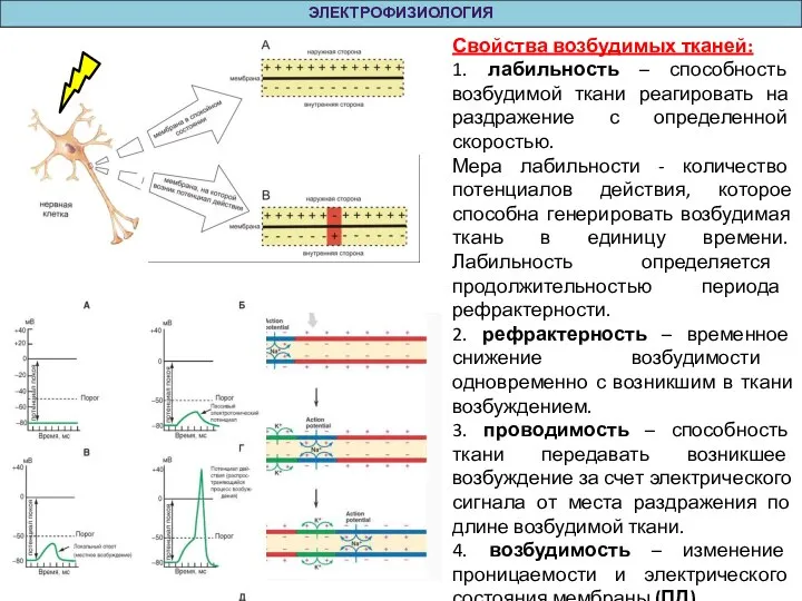 ЭЛЕКТРОФИЗИОЛОГИЯ Свойства возбудимых тканей: 1. лабильность – способность возбудимой ткани реагировать на