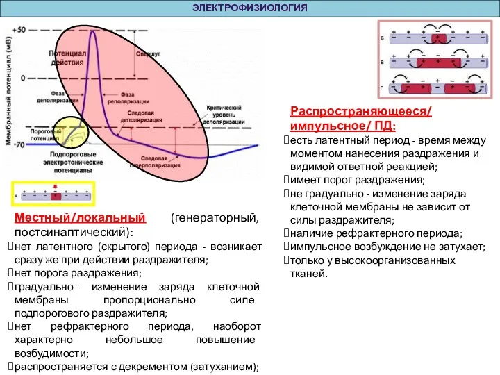 ЭЛЕКТРОФИЗИОЛОГИЯ Местный/локальный (генераторный, постсинаптический): нет латентного (скрытого) периода - возникает сразу же