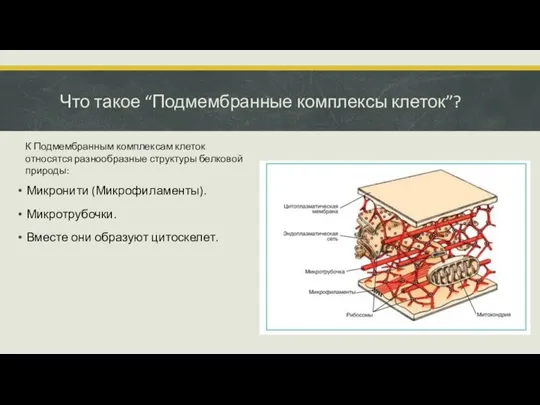 Что такое “Подмембранные комплексы клеток”? Микронити (Микрофиламенты). Микротрубочки. Вместе они образуют цитоскелет.