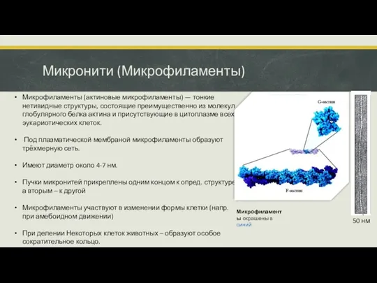 Микронити (Микрофиламенты) Микрофиламенты (актиновые микрофиламенты) — тонкие нетивидные структуры, состоящие преимущественно из