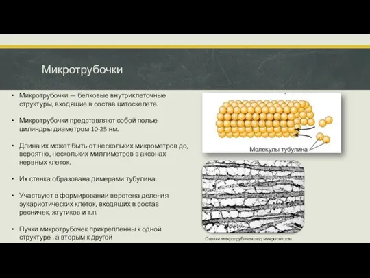 Микротрубочки Микротрубочки — белковые внутриклеточные структуры, входящие в состав цитоскелета. Микротрубочки представляют