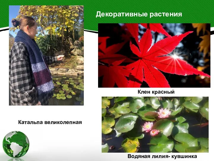 Декоративные растения Катальпа великолепная Клен красный Водяная лилия- кувшинка