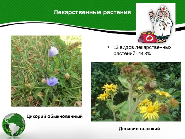 Лекарственные растения 13 видов лекарственных растений- 43,3% Цикорий обыкновенный Девясил высокий