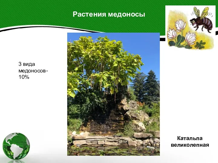Растения медоносы Катальпа великолепная 3 вида медоносов- 10%