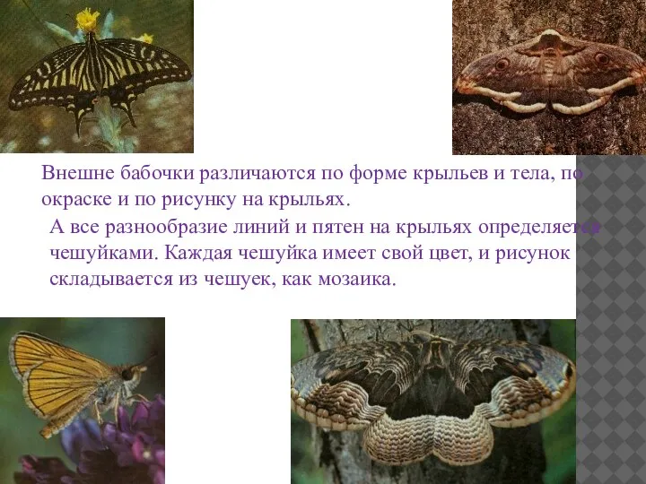 Внешне бабочки различаются по форме крыльев и тела, по окраске и по