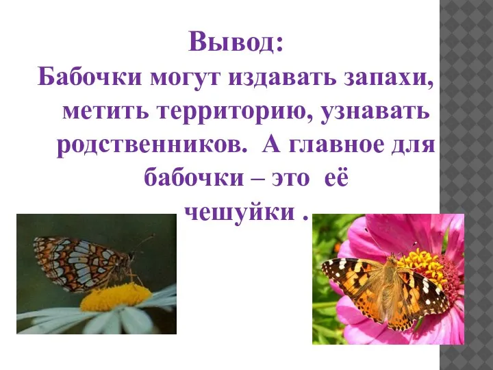 Вывод: Бабочки могут издавать запахи, метить территорию, узнавать родственников. А главное для