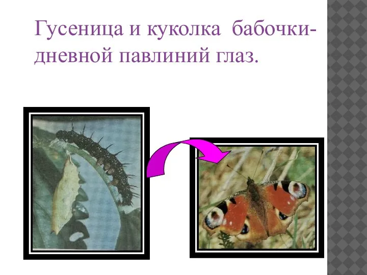 Гусеница и куколка бабочки- дневной павлиний глаз.