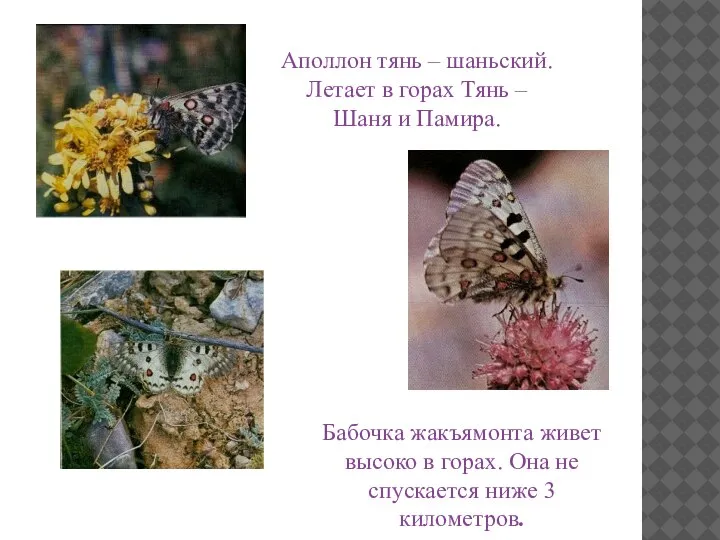 Бабочка жакъямонта живет высоко в горах. Она не спускается ниже 3 километров.