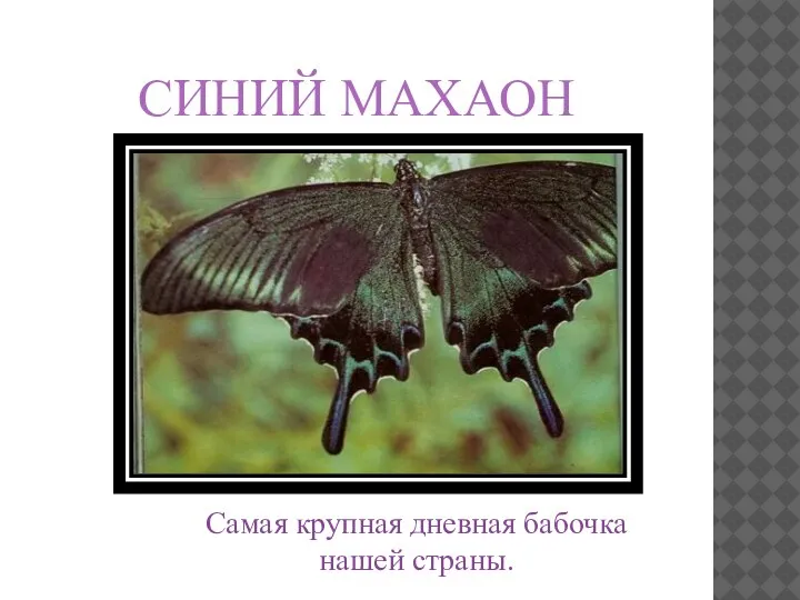Самая крупная дневная бабочка нашей страны. СИНИЙ МАХАОН
