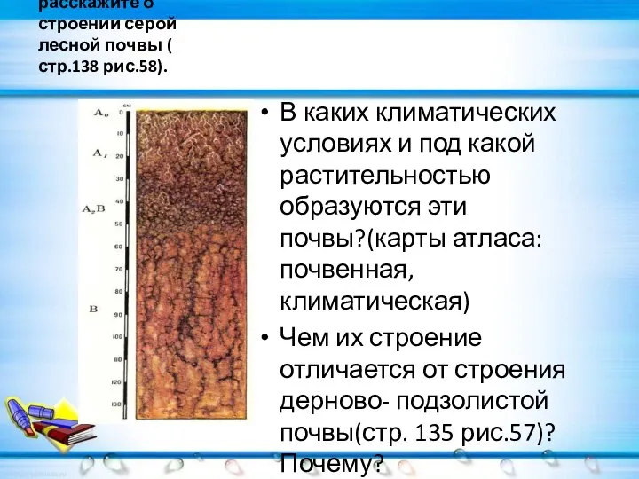 По рисунку расскажите о строении серой лесной почвы ( стр.138 рис.58). В