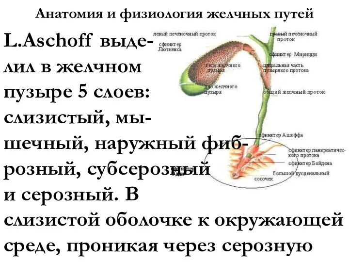 Анатомия и физиология желчных путей L.Aschoff выде- лил в желчном пузыре 5