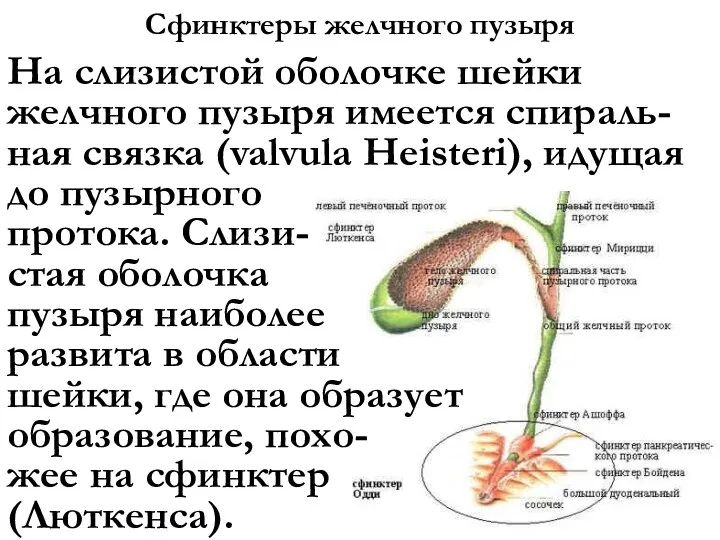 Сфинктеры желчного пузыря На слизистой оболочке шейки желчного пузыря имеется спираль-ная связка