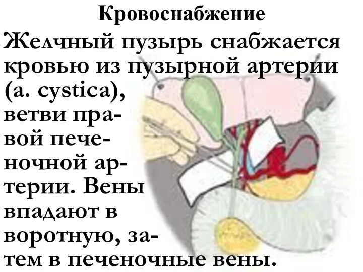 Кровоснабжение Желчный пузырь снабжается кровью из пузырной артерии (a. cystica), ветви пра-