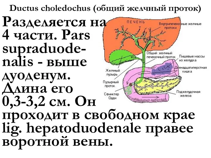 Ductus choledochus (общий желчный проток) Разделяется на 4 части. Pars supraduode- nalis
